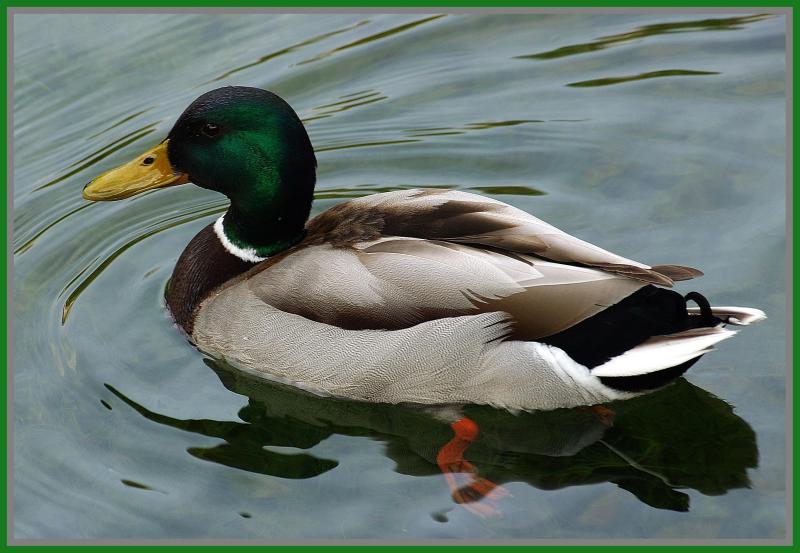 Pa Duck - July 29-04