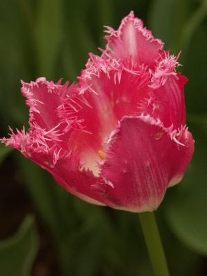 Tulip