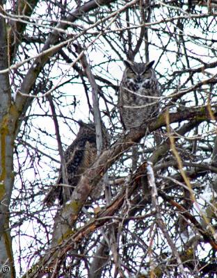 great horned owl pair roosting