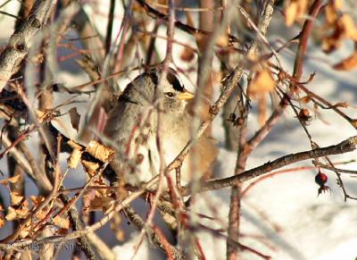 white-crowned sparrow