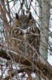 sleepy great horned owl
