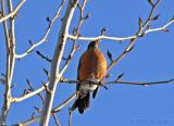 robin in winter sunlight