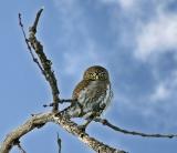 pygmy owl