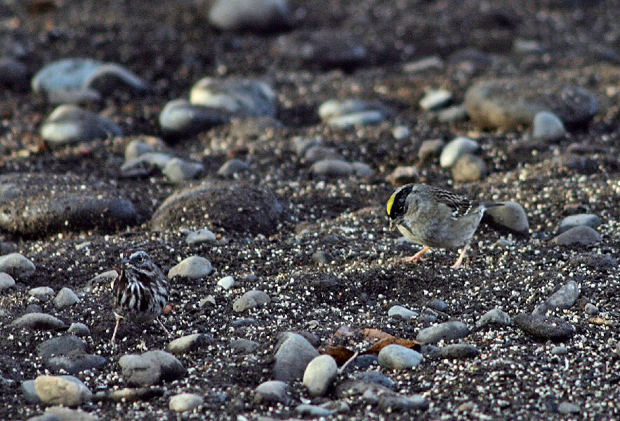 gold_crown sparrow (Merri)