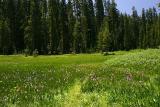 Summit Meadow