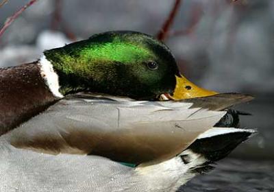 Cleanliness Is Next To Godliness - Duck