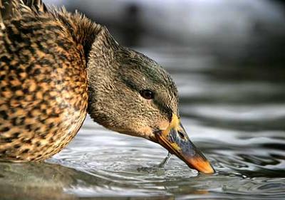 Icy Refreshment - Duck