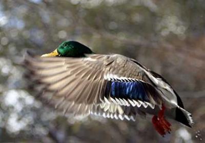 Full Feather Jacket - Duck