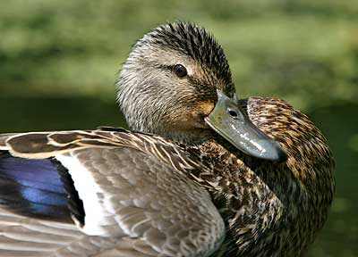 Bursting With Pride - Duck