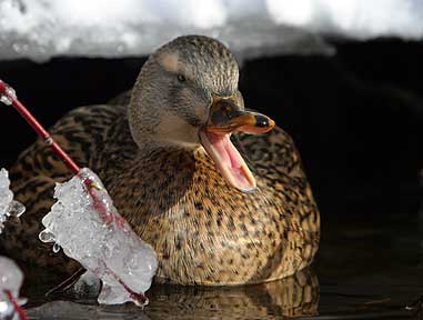 Enough Of This Snow! - Duck