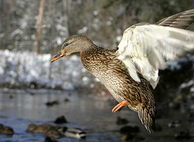 It Will Be Warmer In The Icy Water - Ducks
