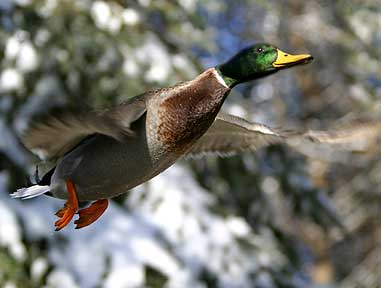 Rejoicing With Winter - Duck