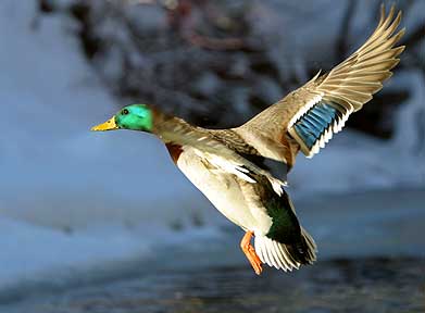 Pretty Bright Fellow - Duck