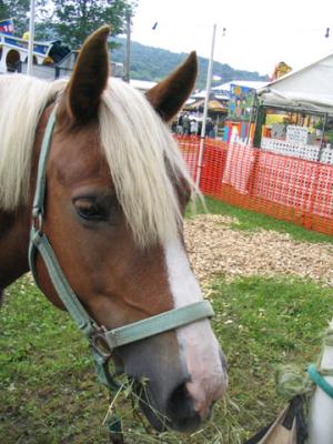 Ponies