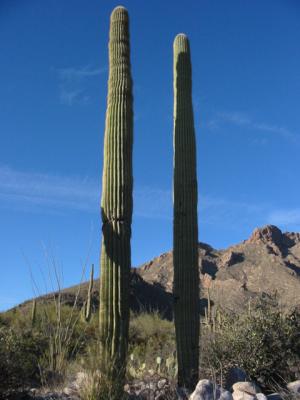 IMG_1428.JPG