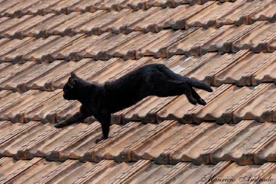 Home's roof - No telhado de casa