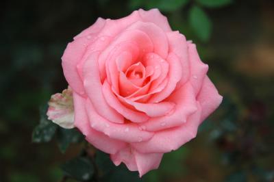 DSC_0003.JPG