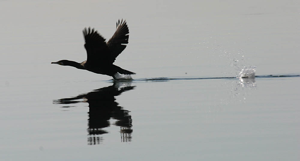 Cormorano