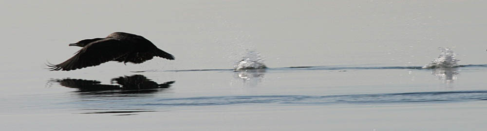 Cormorano