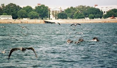 u38/maribel/medium/39330213.pelicanos.jpg