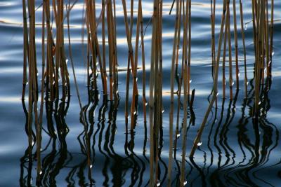Pearls on reeds