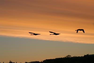 Swans on flight