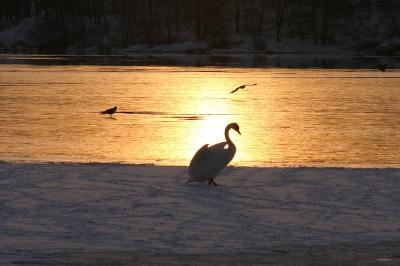 The golden swan