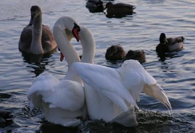 Hugging swans