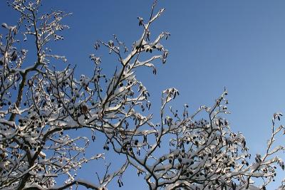 Snow on alder