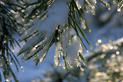Snowy needles