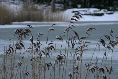 Snowy weed