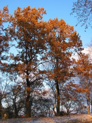 Oaks with old leafs