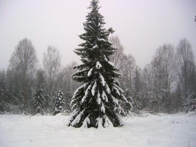 Lonely spruce in snow