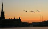 Swans and Riddarholmen