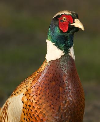 6871w.jpg