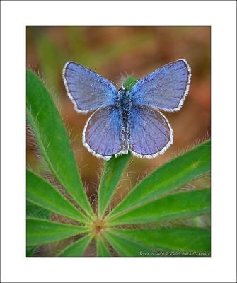 Karner Blue Butterfly