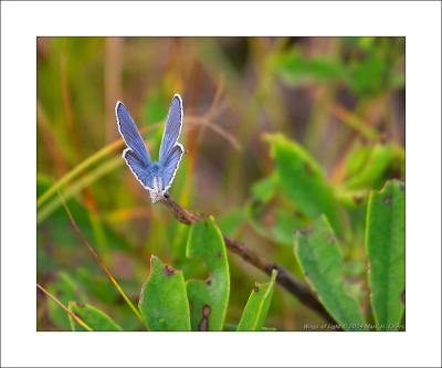 Karner Blue Butterfly