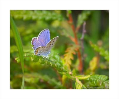 Karner Blue Butterfly