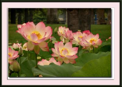 IMG_9195{Q}.jpg
