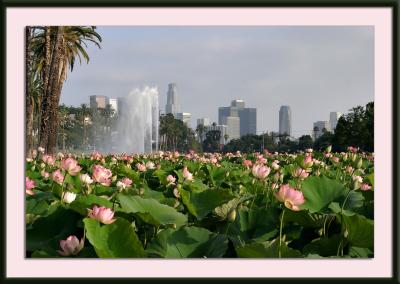 Echo Park Lotuses, version 2