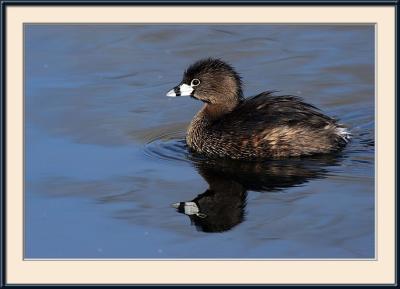 Pied-Billed Grebe