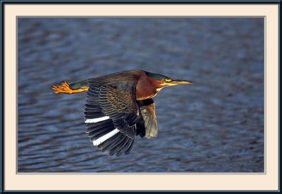 Green Heron I