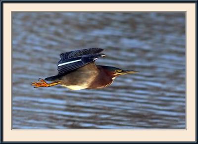 Green Heron II