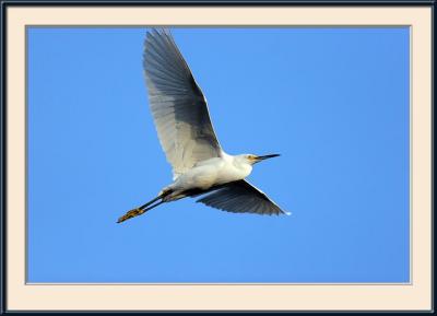 Great Egret