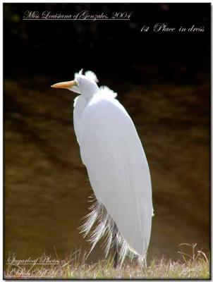 Louisiana Egrets-2004