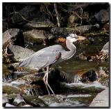 Louisiana Blue Heron fisher