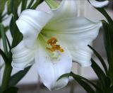 Lilium longiflorum 2