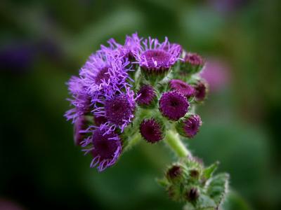 Ageratum