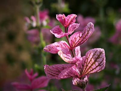 Salvia Viridis
