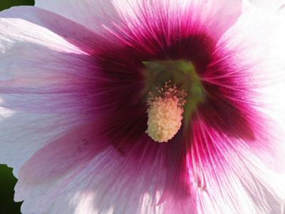 Hollyhock